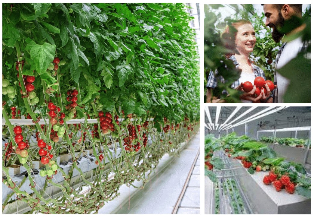 Hydroponics and Aeroponics