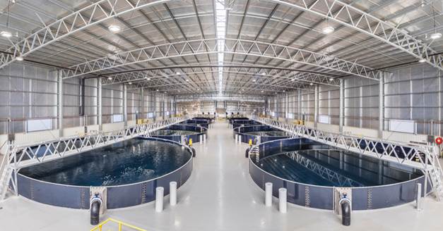 Recirculating Aquaculture System